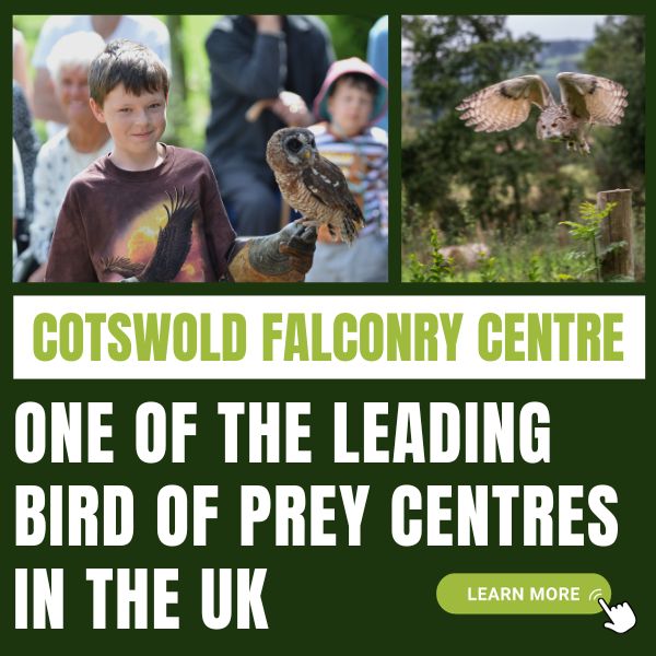 Cotswold Falconry Centre near Moreton-in-Marsh