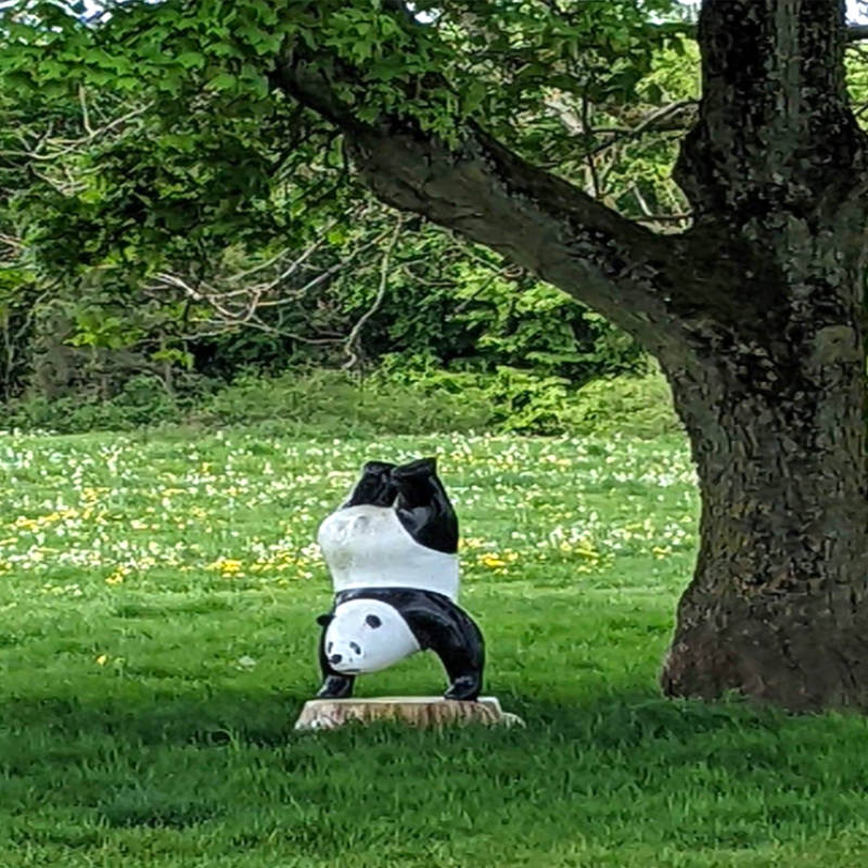 A handstanding panda!