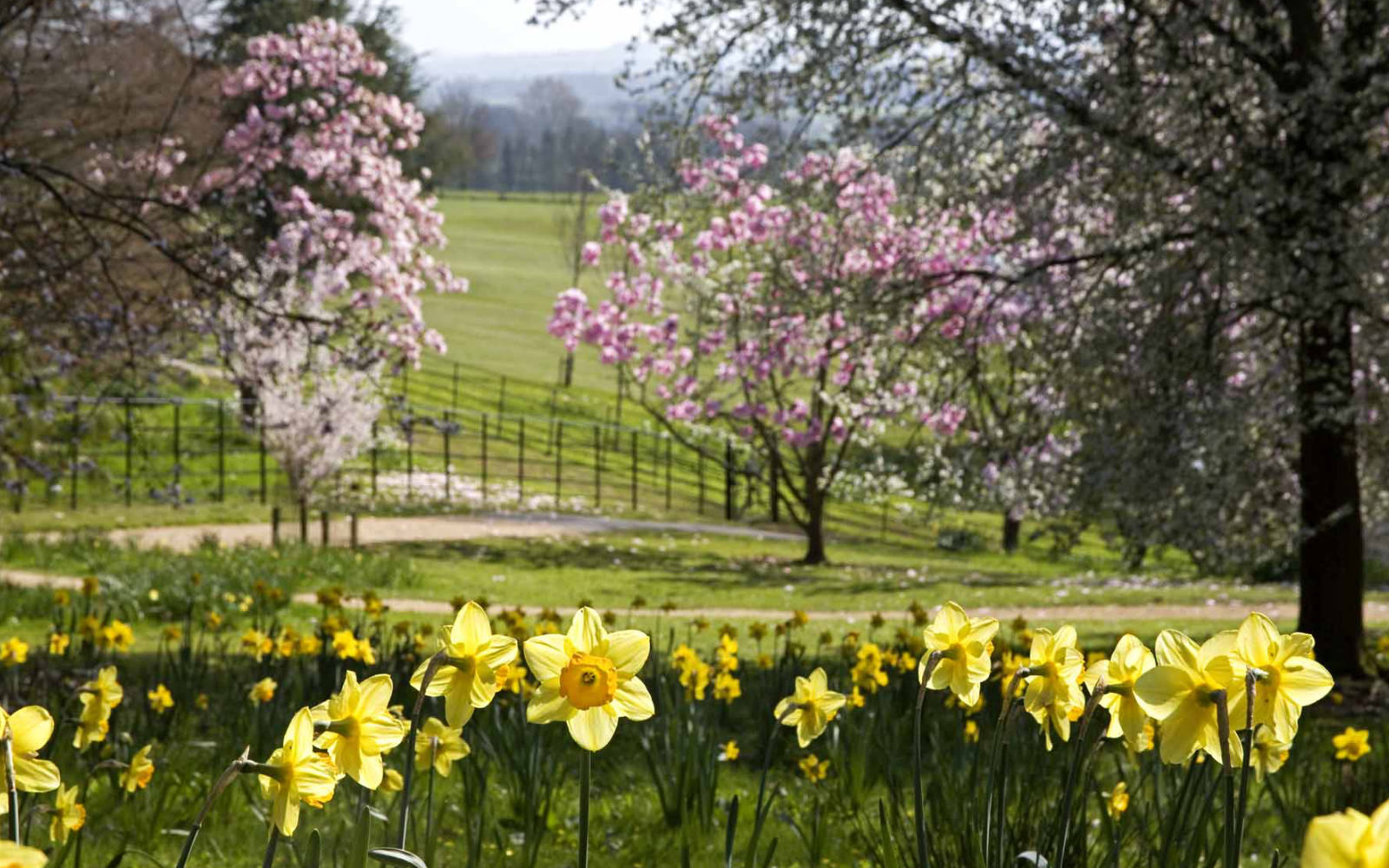 Daffodils and magnolia at Batsford Arboretum
