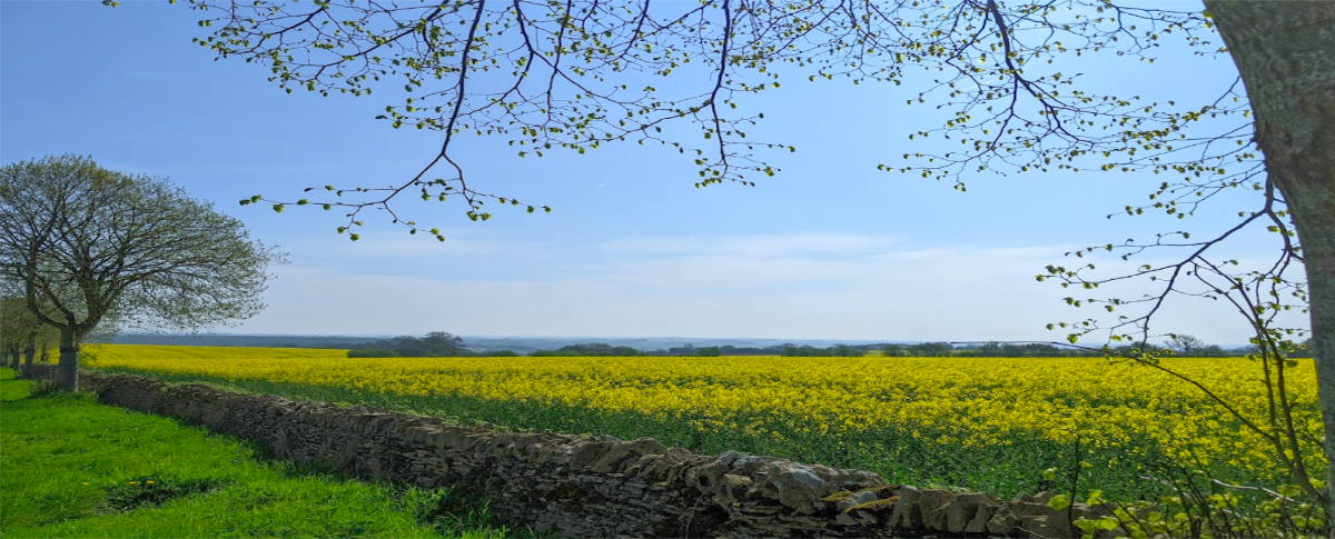 Cotswold countryside - Chedworth
