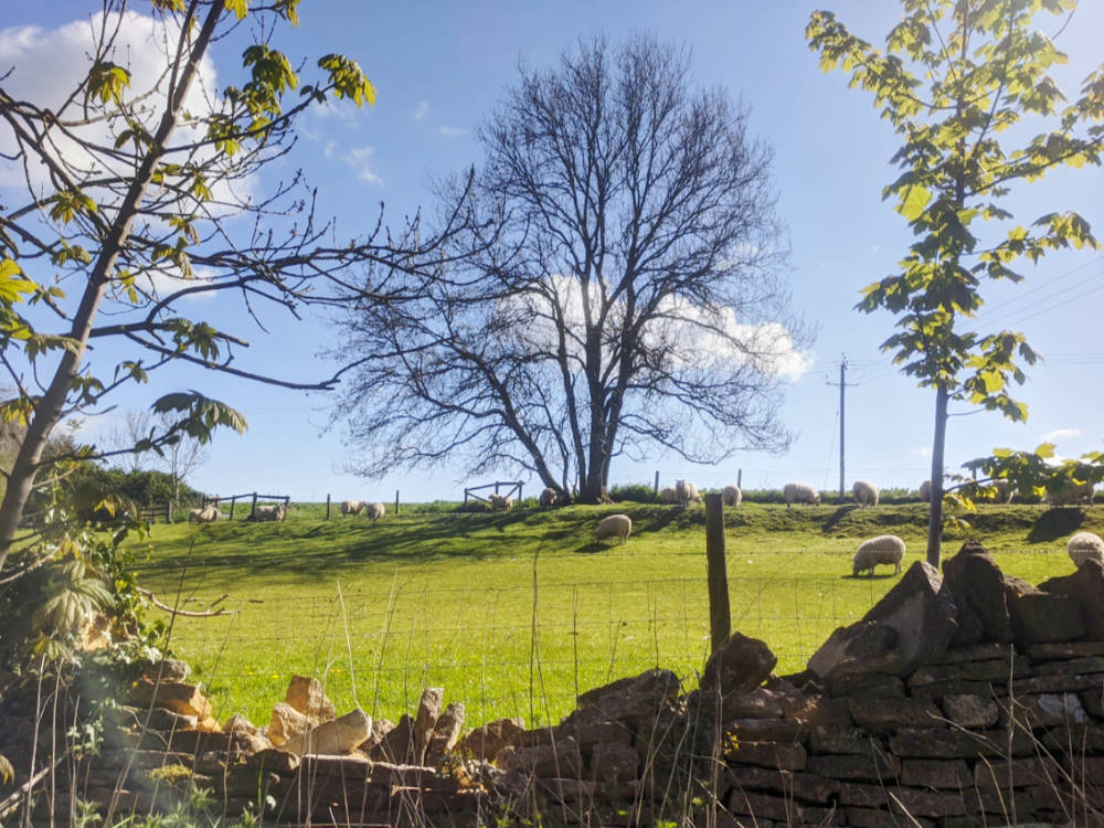 Beautiful Cotswolds countryside - &copy;2021 Sue McGreal