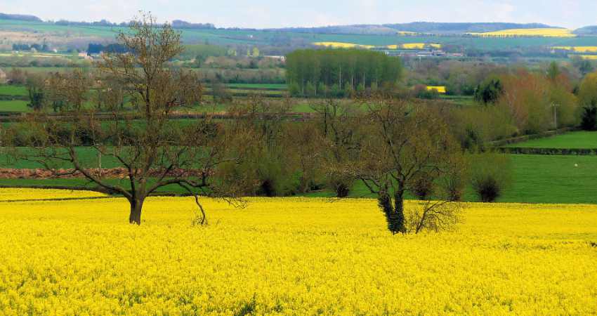 A view over the Cotswolds countryside