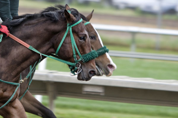 Explore the Cotswolds During Cheltenham Gold Cup Week
