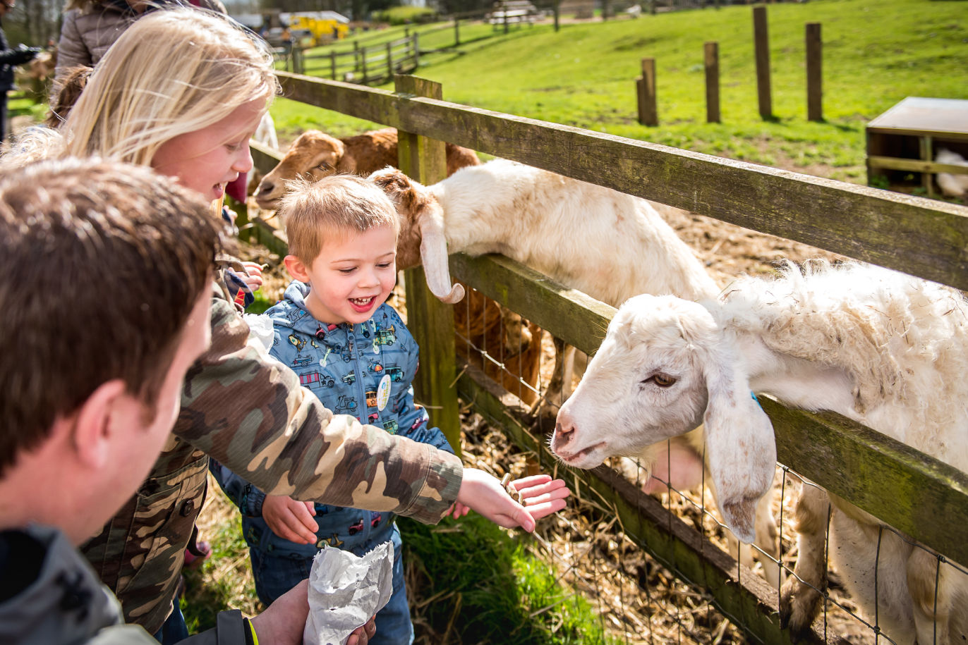 Feeding the goats at Cotswold Farm Park