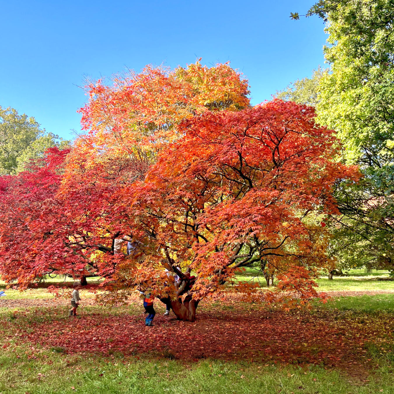 The wonderful Westonbirt Arboretum, near Shipton Moyne