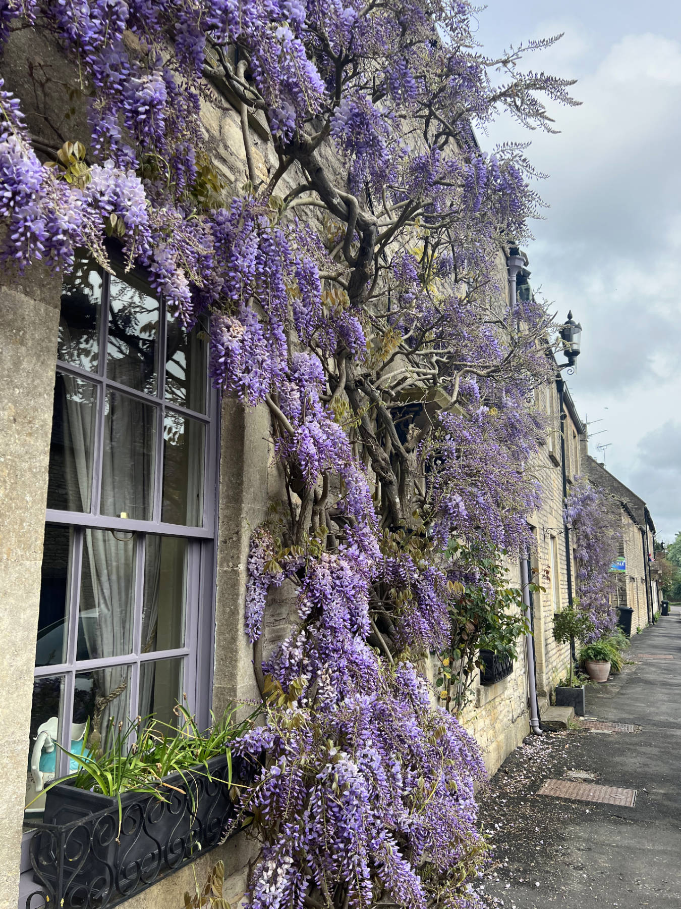 Whisteria in Marshfield