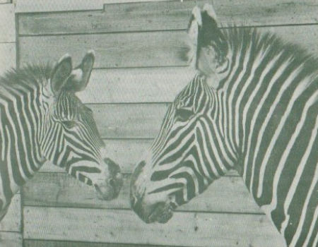First Grevy's Zebra pair at Cotswold Wildlife Park