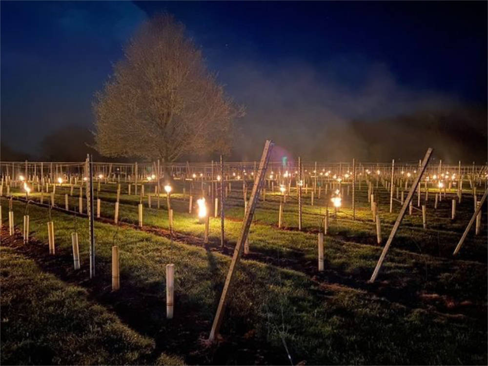 Candles amongst the vines at Larkhill Vineyard