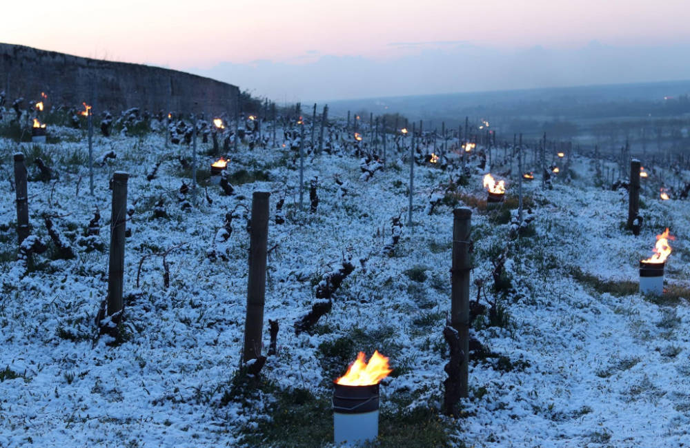 The C&ocirc;te de Beaune vineyards - candles are distributed amongst the vines to try to raise the air temperature sufficiently to stop frost damage