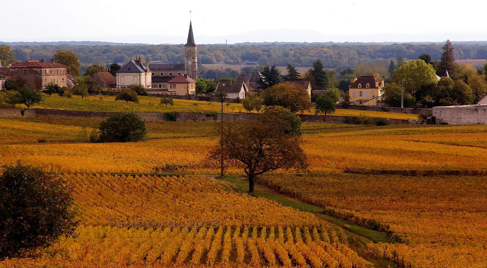 The golden vineyards of Aloxe Corton courtesy of &copy;Sue Boxell