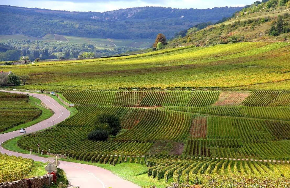 Monthelie vineyards