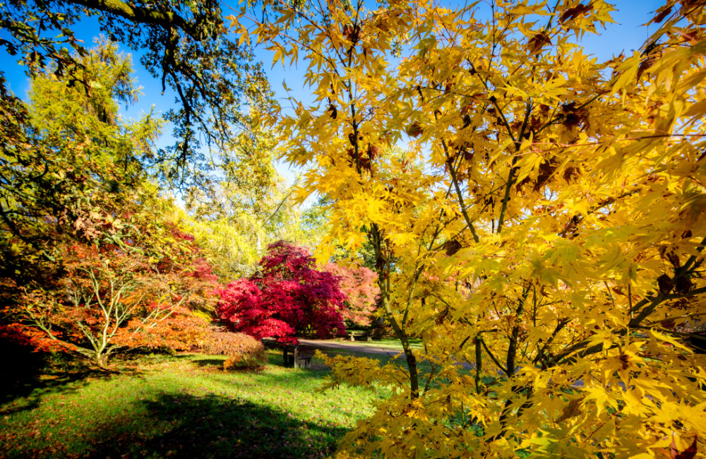 Autumn scenes from Westonbirt Arboretum near Tetbury courtesy of Paul Groom, Westonbirt Arboretum