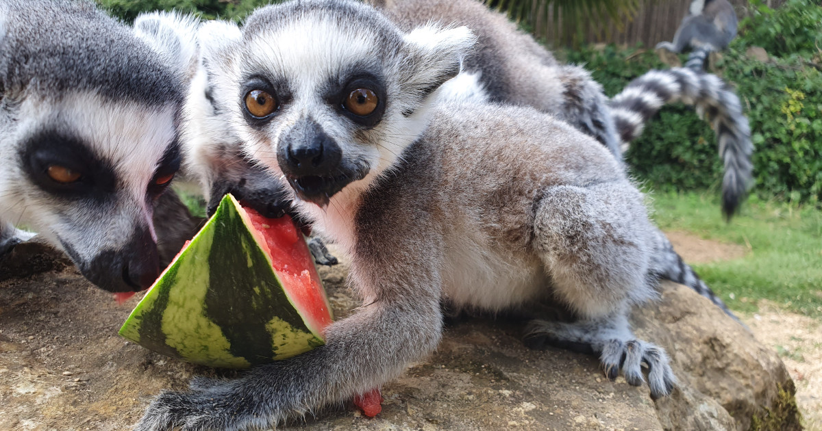Ring-tailed Lemur baby enjoying a mouthful of water melon -  Image: Cotswold Wildlife Park