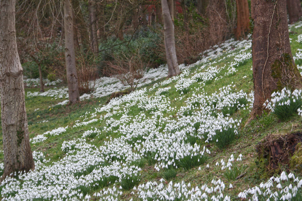 Swathes of snowdrops at Painswick Rococo Gardens