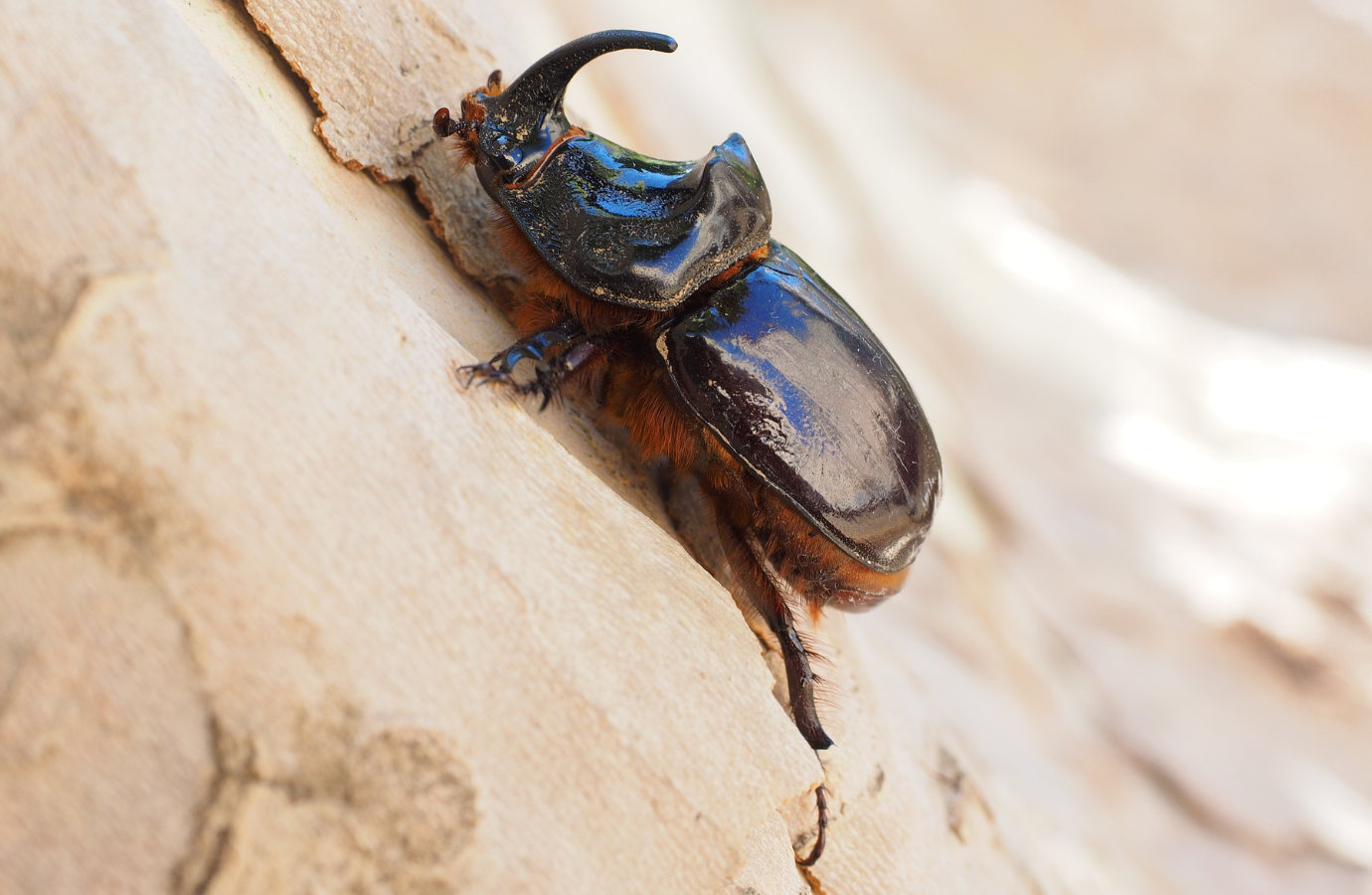 Rhinoceros beetles living in rotting logs in the arboretum have the strength to lift nearly 850 times their weight!