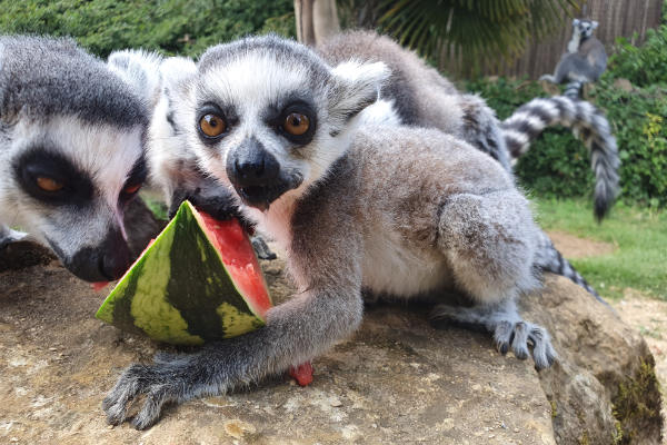 Animals keeping cool at Cotswold Wildlife Park