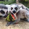 Animals keeping cool at Cotswold Wildlife Park