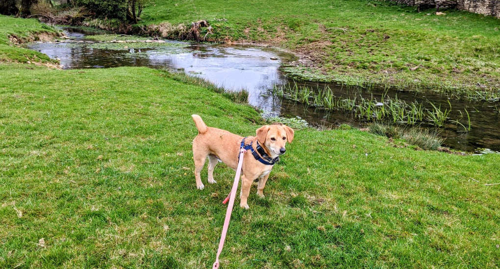 Rocco at Broadmead Brook