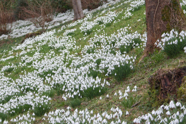 The best places to see snowdrops in the Cotswolds