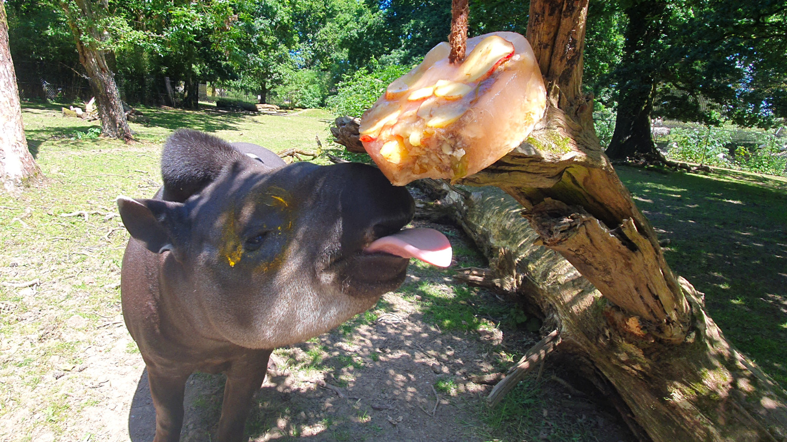 Tapir enjoying a frozen ice block made from their favourite treats - melon, apple and banana
