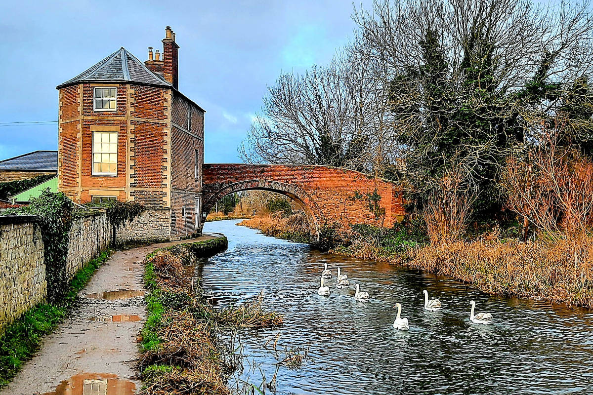 Swans swimming towards Nutshell Bridge and Nutshell House, Stonehouse