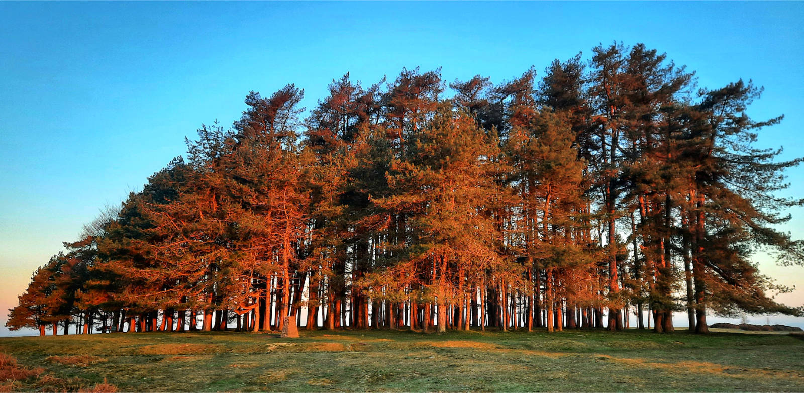 Corsican Pines at May Hill