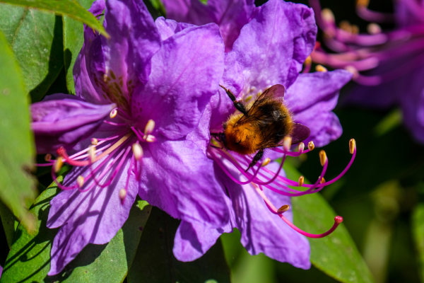 Celebrating wildlife superheroes at Westonbirt this spring