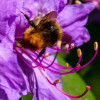 Celebrating wildlife superheroes at Westonbirt this spring