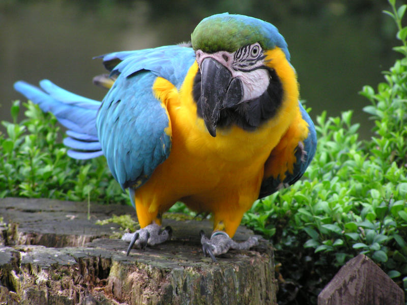 Blue and gold Macaw at Birdland in Bourton-on-the-Water