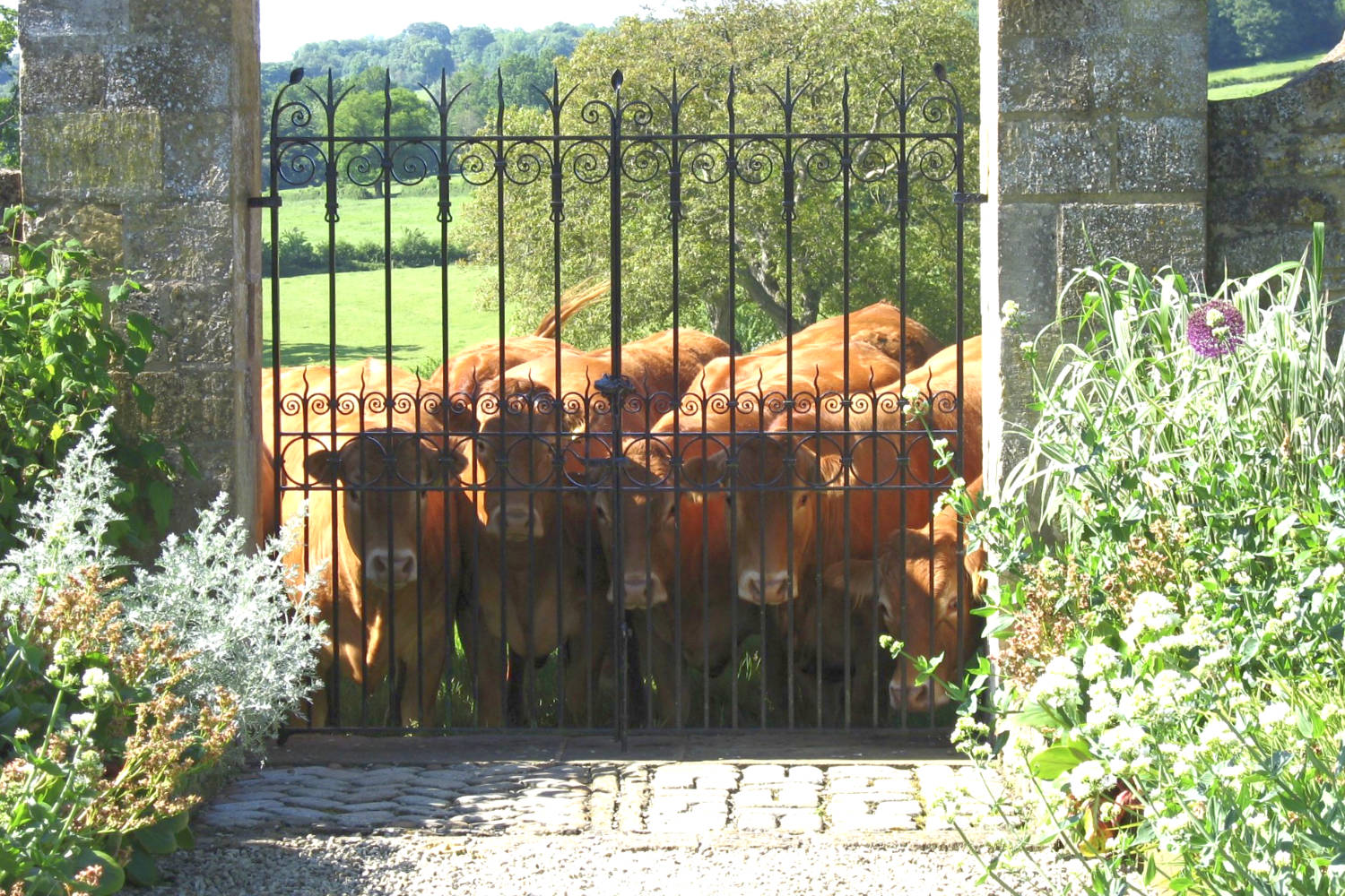 Locals queuing at the gates