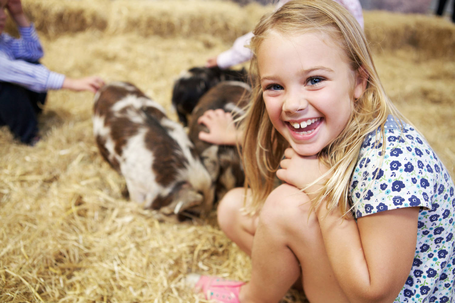 Meet the piglets at the Cotswold Farm Park />          </div>
        </div>
                <p class=