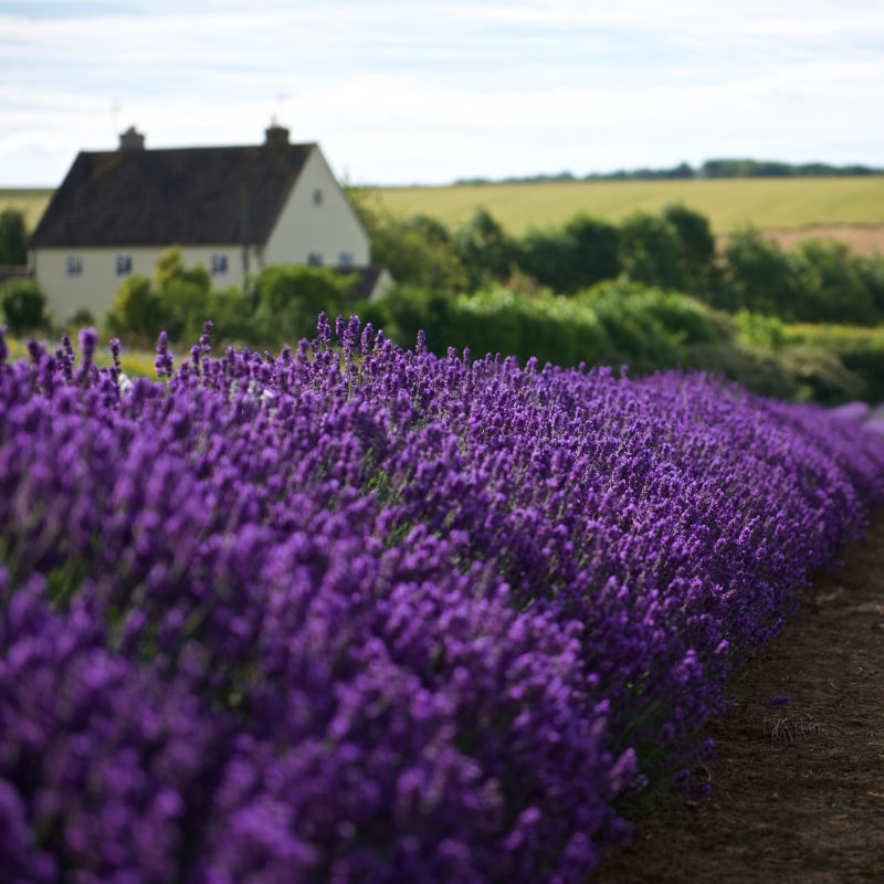 Cotswold Lavender
