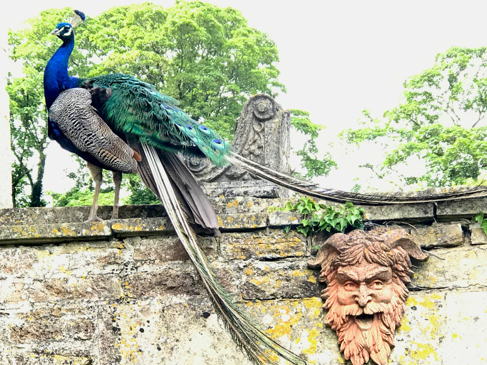 Peacock on wall at Newark Park