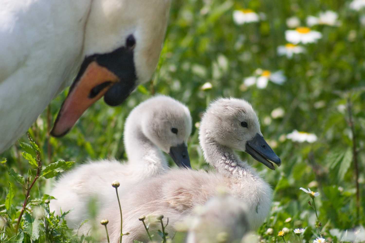 Mute Swan cygnet - Photo supplied by WWT Slimbridge - Taken by Nick Cottrell