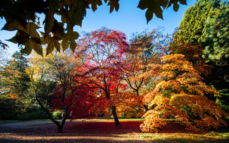 Stunning Autumn colours at Westonbirt - Photo Paul Groom