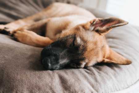 Dog friendly bed and breakfast in the Cotswolds