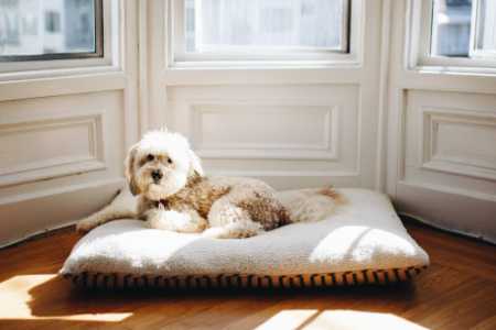 Pet friendly holiday cottages in the Cotswolds