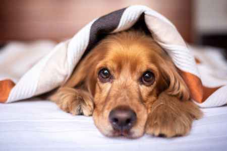 Dog friendly hotels in the Cotswolds