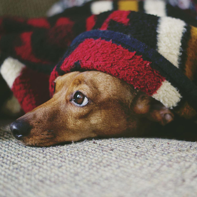 Find a dog-friendly holiday cottage in Bourton-on-the-Water