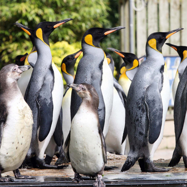 Penguins at Birdland, Bourton-on-the-Water