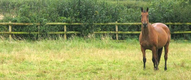 Information for horse lovers in the Cotswolds